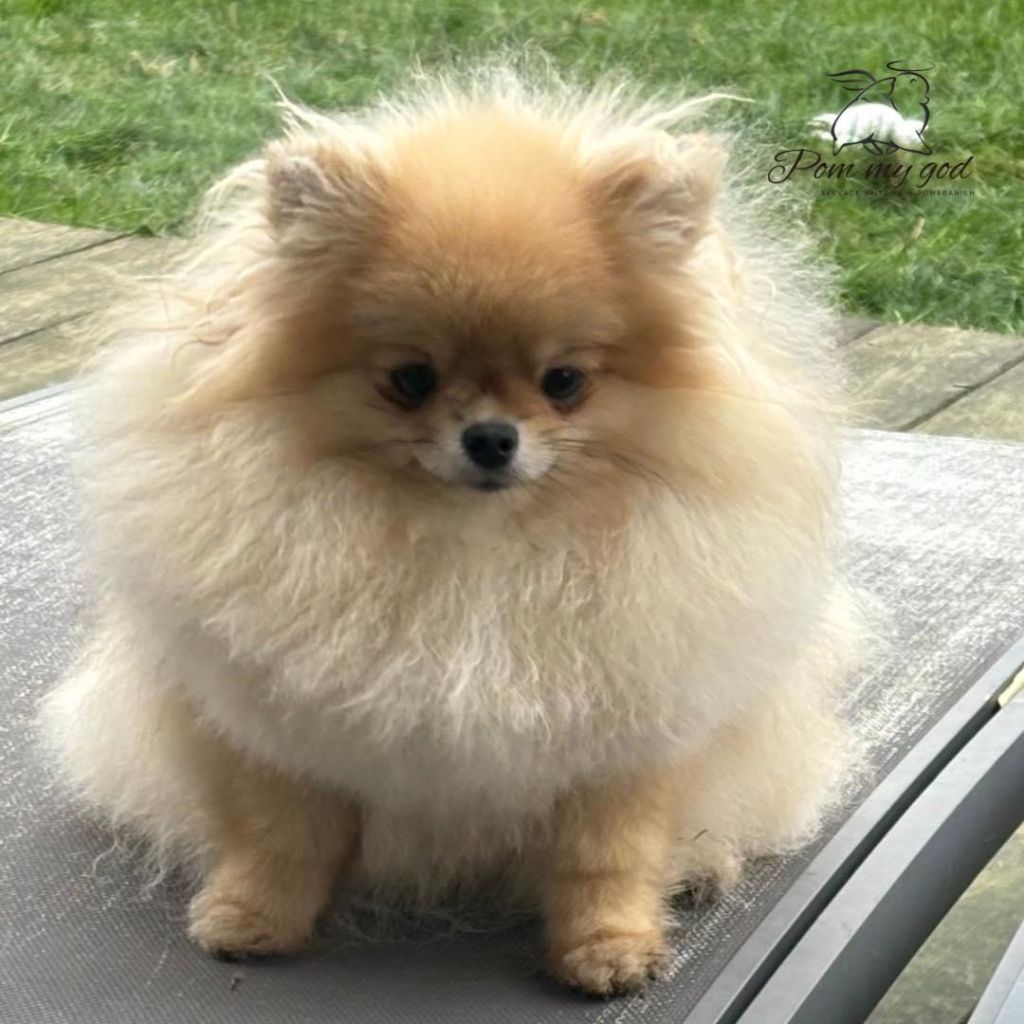 floryartpom's Elodie the secret