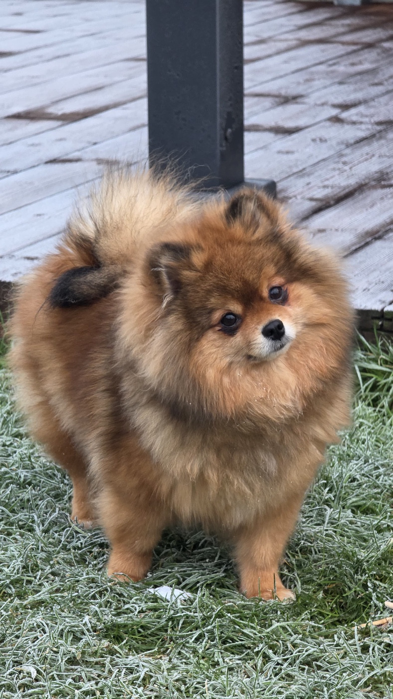 CH. victory’s flame Rainbow shine