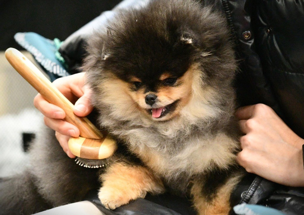 Pom My God Vivienne