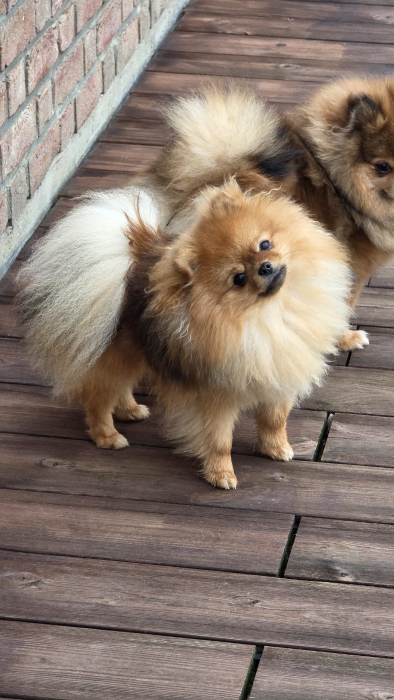 natalis luxury Baddi de luxe