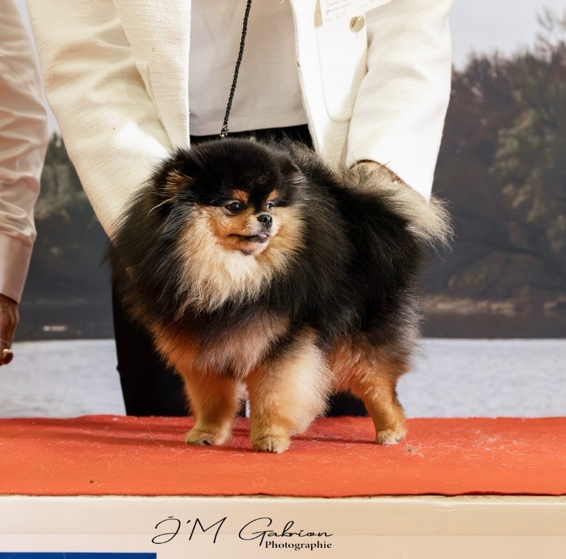 Pom My God Vivienne