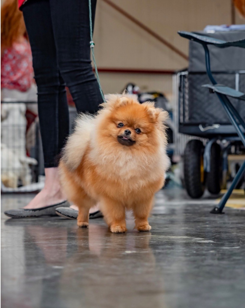 natalis luxury Baddi de luxe