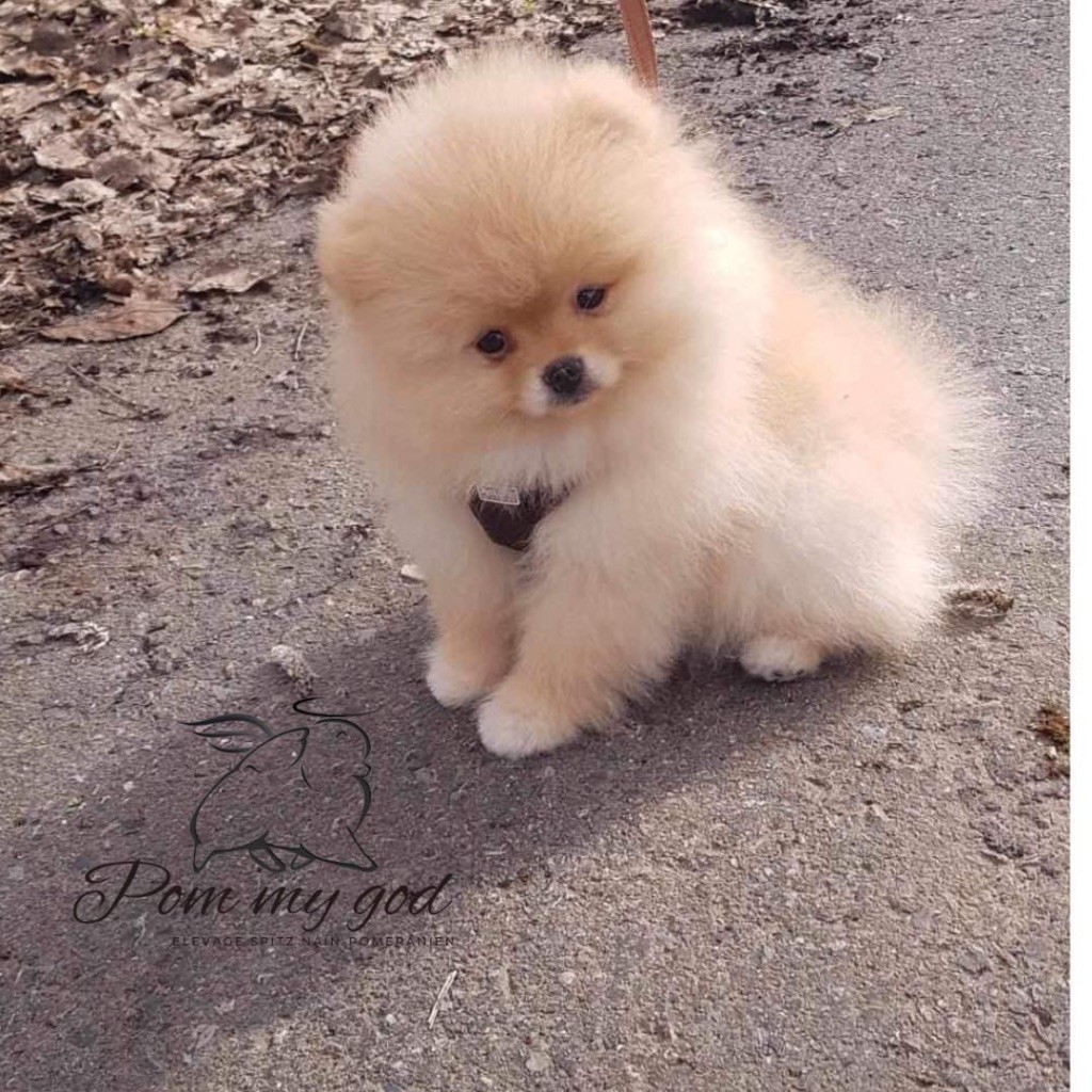 Les chiots nés chez nous