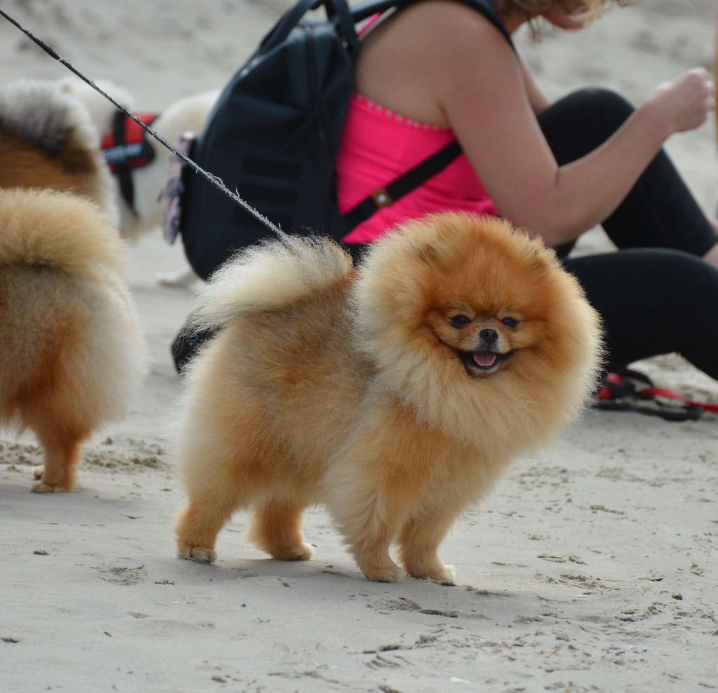 Balade sur les plages de Dunkerque