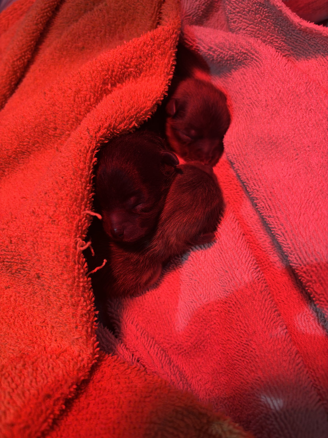 Chiot Spitz allemand Pom My God