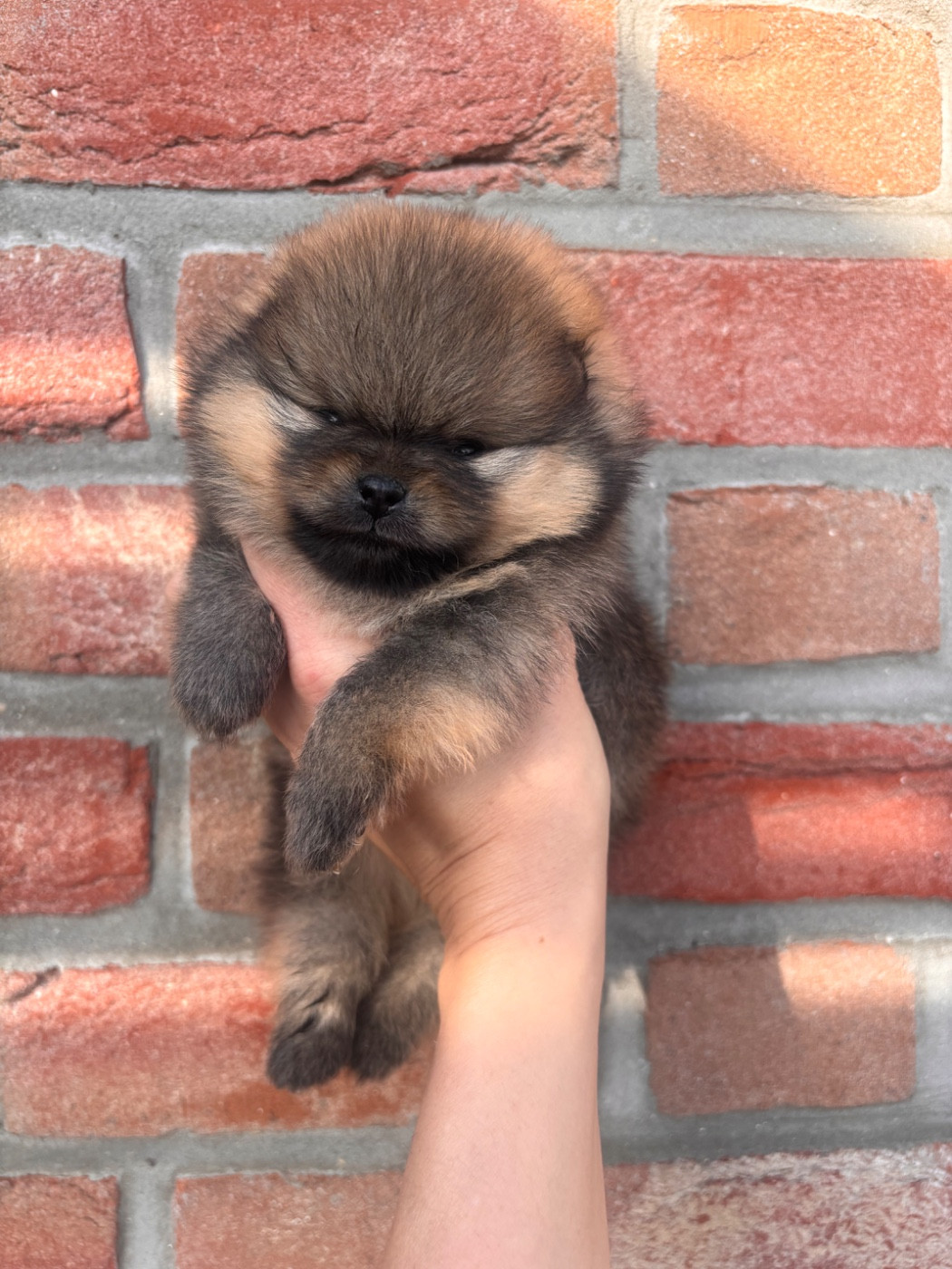 Pom My God - Chiots disponibles - Spitz allemand