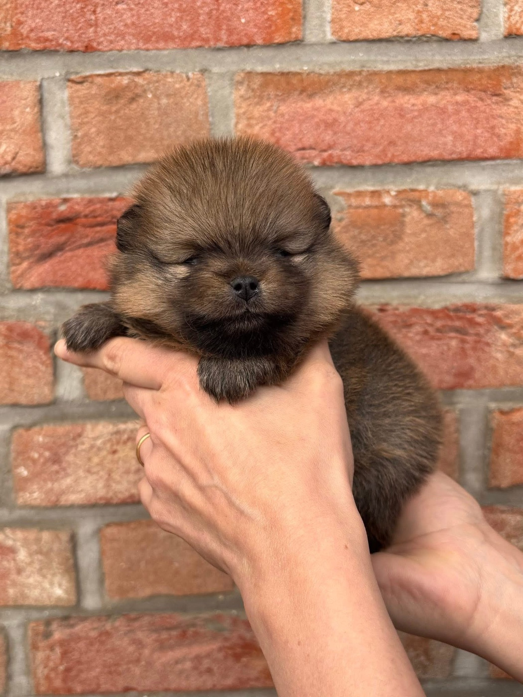 Pom My God - Chiots disponibles - Spitz allemand