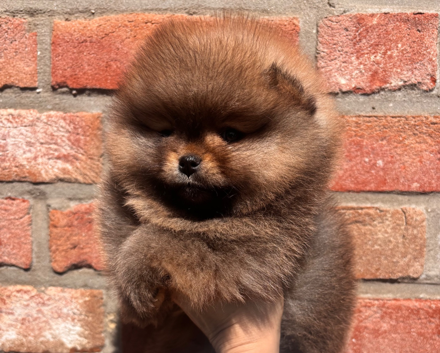 Pom My God - Chiots disponibles - Spitz allemand