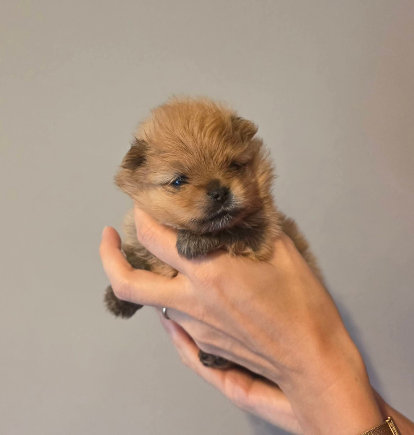 Pom My God - Chiots disponibles - Spitz allemand