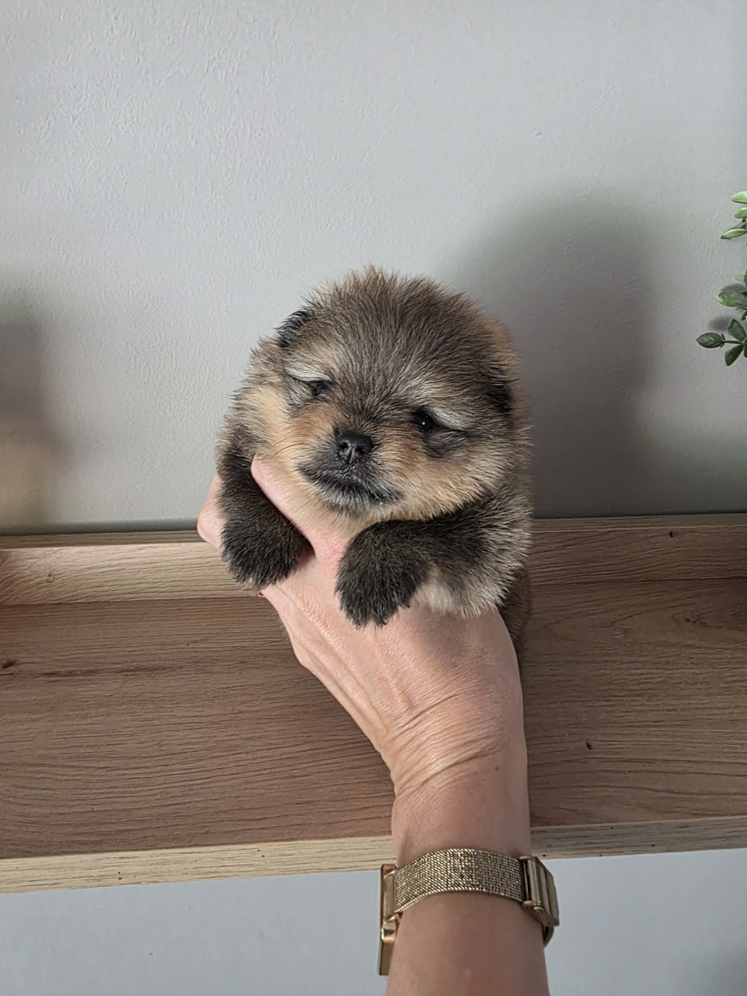 Pom My God - Chiots disponibles - Spitz allemand