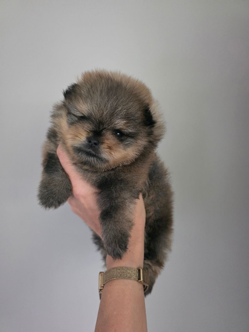 Pom My God Bowie