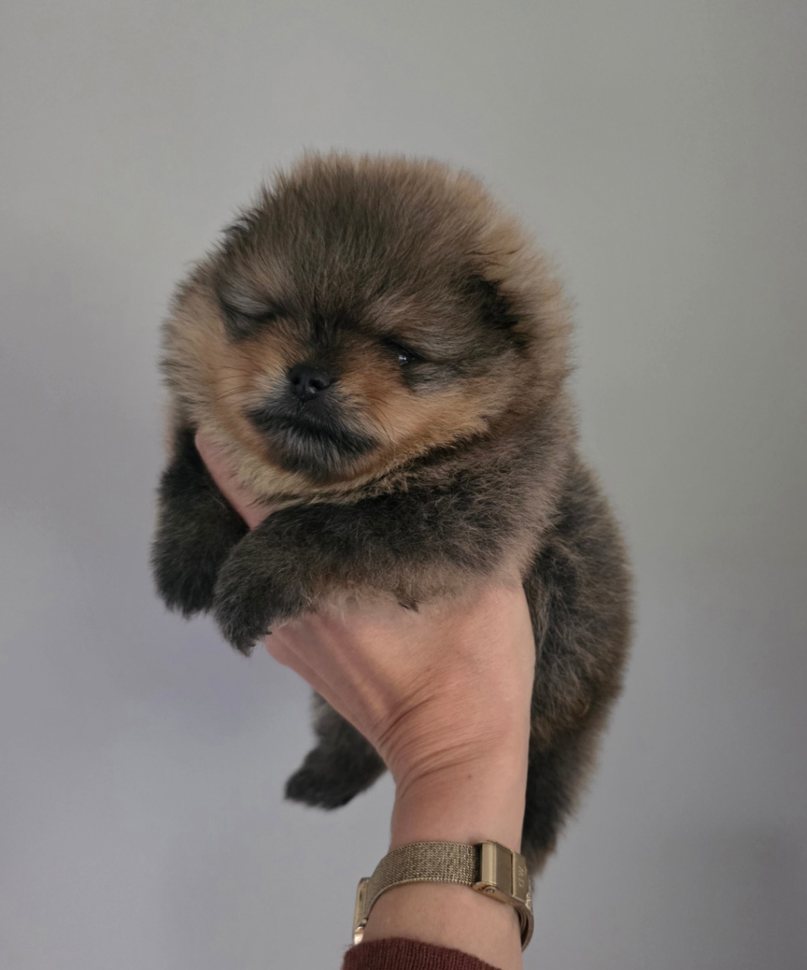 Pom My God - Chiots disponibles - Spitz allemand