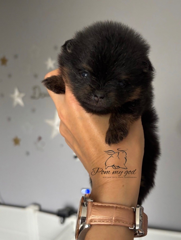 Pom My God - Spitz allemand - Portée née le 16/07/2025