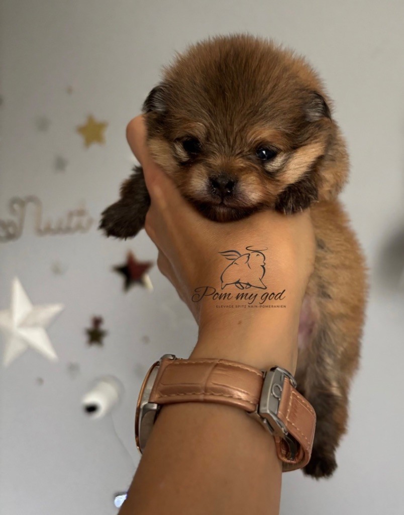 Pom My God - Chiots disponibles - Spitz allemand