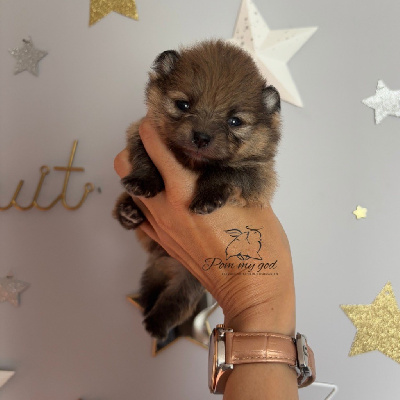 CHIOT 4