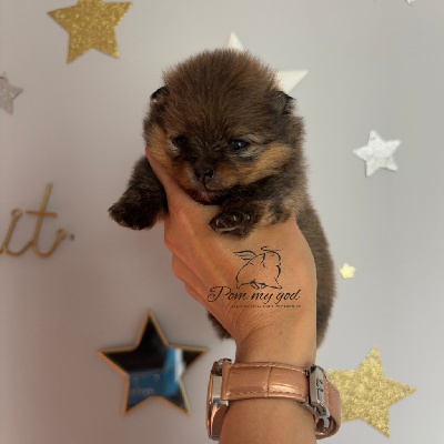 CHIOT 3