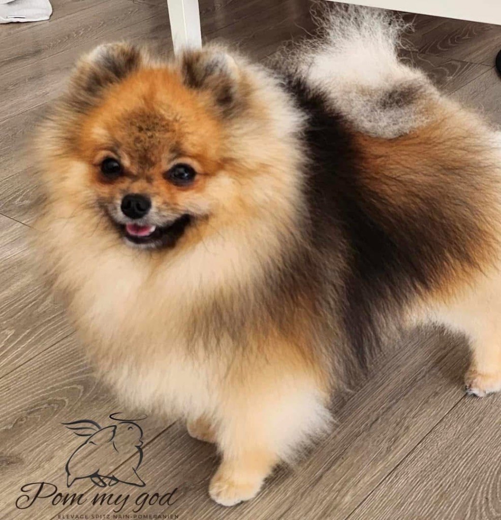 Pom My God - Spitz allemand - Portée née le 13/12/2023